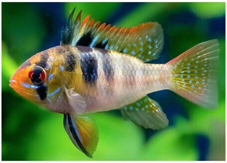 German Blue Ramirezi Mikrogeophagus Ramirezi 3.5-4cm