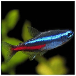 Neon Tetra Paracheirodon Innesi 1.5-2cm