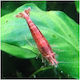Red Cherry Garnelen 1 5-2cm