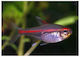 Glowlight Tetra Hemigrammus Erythrozonus 2,2 cm