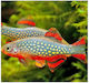 Microrasbora Galaxy Danio Margaritatus 2cm