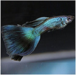 Guppy Син Мъжки Москва 3см