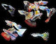 Poecillia Reticulata Guppy Mixed Males