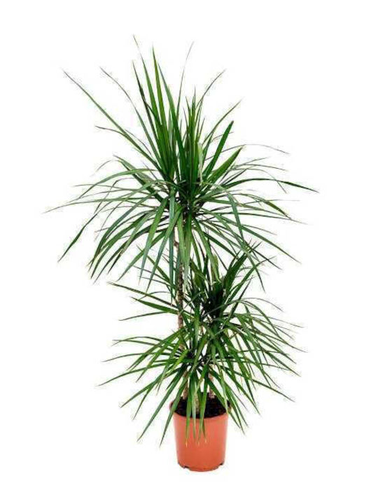 Oem Dracaena Marginata 10 L Pot 100/125