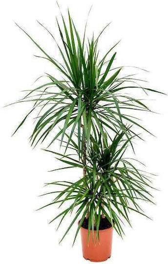 Oem Dracaena Marginata Mартζινάτα 10 Lt 100/125