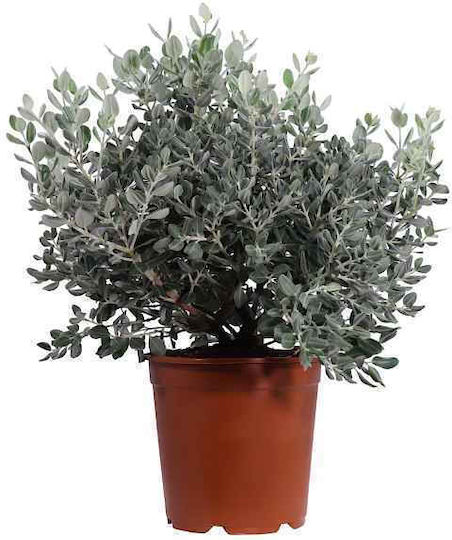 Oem Metrosideros Ή Metrosideros Excelsa Φυτό 15 Lt 100/125
