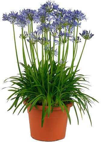 Oem Lily Of The Nile Blue 4 Lt 40/60