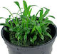 Stoffels Cryptocoryne Parva