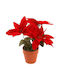 Home Styling Collection Artificial Bethlehem Star Here Is Possible Set Consisting Of 35 Pieces