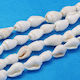 Natural Shells Trumpets 6~13x4~8.5mm Approximately 140pcs Lace