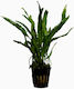 Stoffels Microsorum Narrow Leaf Live Aquarium Plants