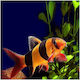 Clown Loach Chromobotia Macracanthus 4cm