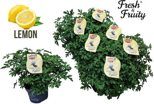 Pelargonium Fresh&Fruity Mosquito 12cm