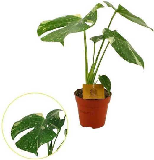 monstera - Plants | Skroutz.gr