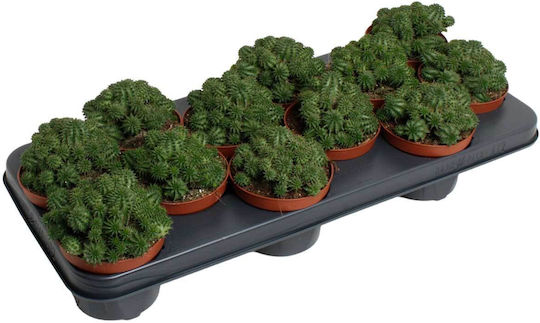 Euphorbia Susannae 10,5 cm