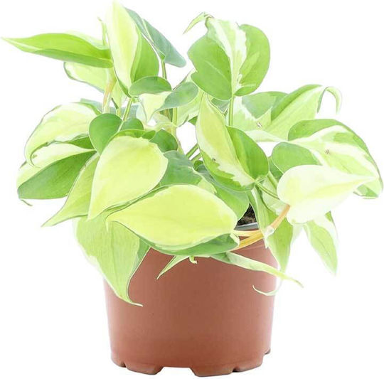 Philodendron 'Rio' 12cm