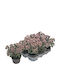 Sedum 'La Vie En Rose' 13cm