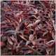 Alternanthera Sessilis Φπ