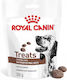 Royal Canin Λιχουδιά Σκύλου για Γαστρεντερικές Διαταραχές