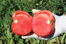 Elanco Seeds