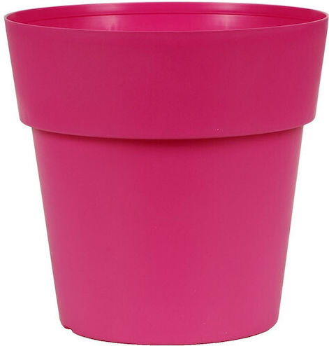 Viomes Topf Rose