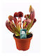 Sarracenia Maroon Fleischfresser Pflanze