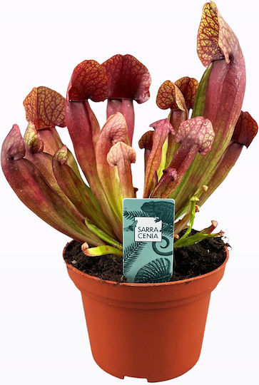 Sarracenia Maroon Fleischfresser Pflanze