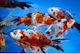 Χρυσόψαρo Shubunkin Carassius Auratus Auratus 5cm