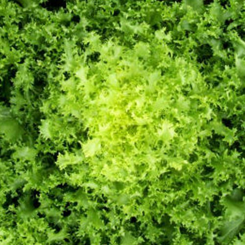 Evotris Samen Endivie (Cichorium) Ruffec Κίτρινο 50gr
