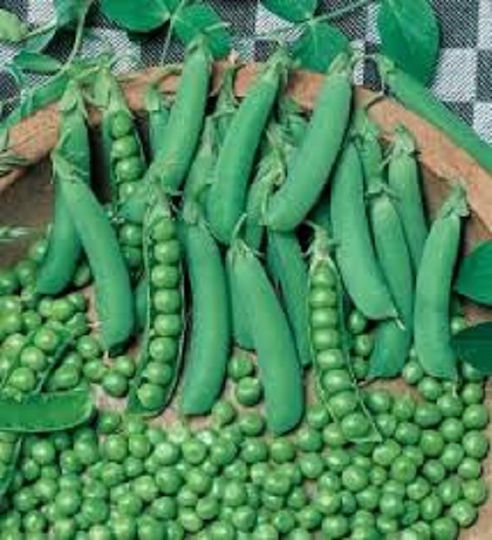 Evotris Seeds Pea Progress 250gr