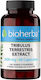 Bioherba Tribulus Terrestris Extract 300мг 60 капси