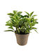 Πεπερόμια Peperomia Obtusifolia Variegated