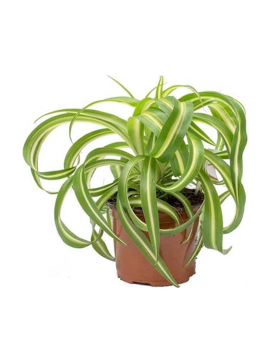 Χλωρόφυτο Chlorophytum Comosum Bonnie Χλωρόφυτο Chlorophytum Comosum Bonnie