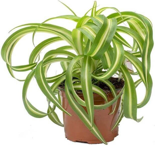 Растение-Паяк Chlorophytum Comosum Bonnie