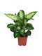 Ντιφενμπάχια Dieffenbachia Compacta