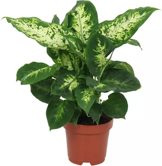 Bastoane Proaste Dieffenbachia Compacta Bastoane Proaste Dieffenbachia Compacta
