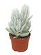 Σενέκιο Senecio Mont Blanc