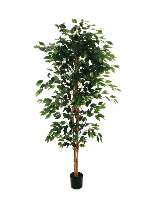 Φικος Μπεντζαμιν Γλαστρα 0x0x180cm Μονόχρωμο Evergreens