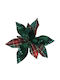 Poinsettia Flower Velvet Clip Green Plaid & Glitter – 27cm 306.035.0039.09