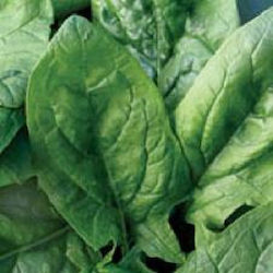 Geoponiki Seeds Spinach Viroflay 100gr