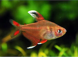 Hyphessobrycon Bentosi Ornatus M