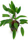 Stoffels Cryptocoryne Beckettii