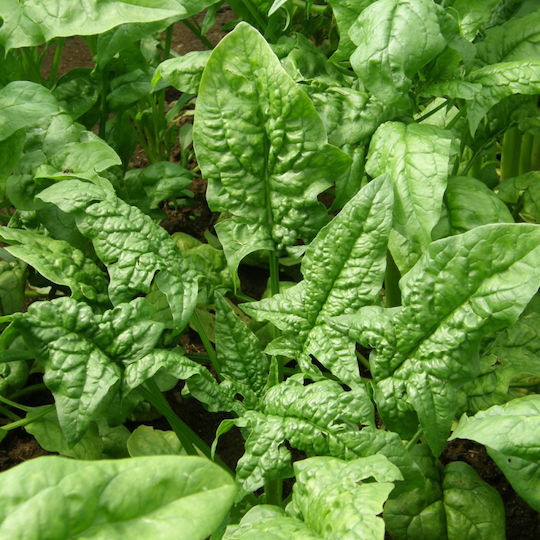 Geniki Fytotechniki Athinon Seeds Spinach Summer Spiny 5kg