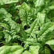 Geniki Fytotechniki Athinon Seeds Spinach Summer Spiny 25kg