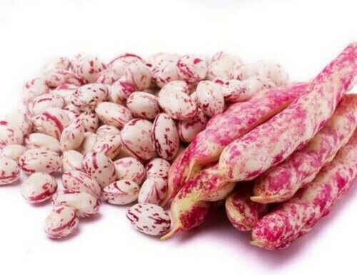 Evotris Seeds Bean Barbouni 20gr