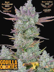 Fast Buds Seeds Canna