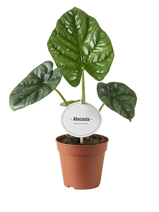 Αλοκάσια Alocasia Lukiwan Αλοκάσια Alocasia Lukiwan
