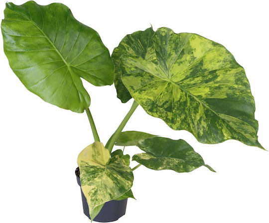Αλοκάσια Alocasia Macrorrhiza Aurea Variegata