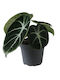 Αλοκάσια Alocasia Ninja