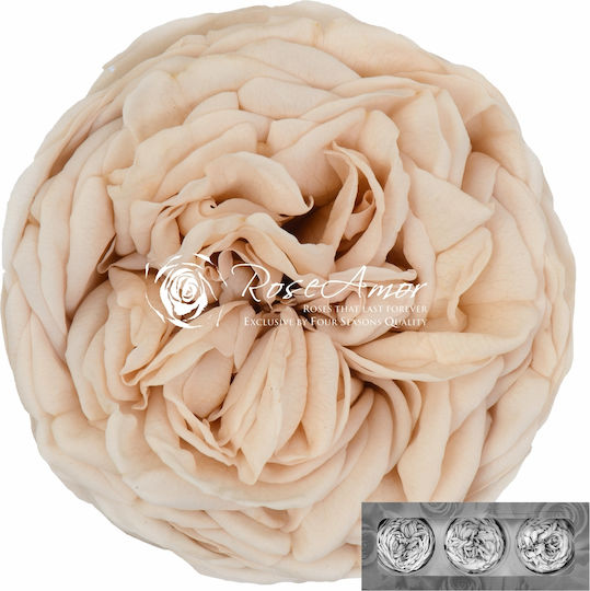 Dried Flowers Rose Amor Kabukyza Champagne01 3 Pieces